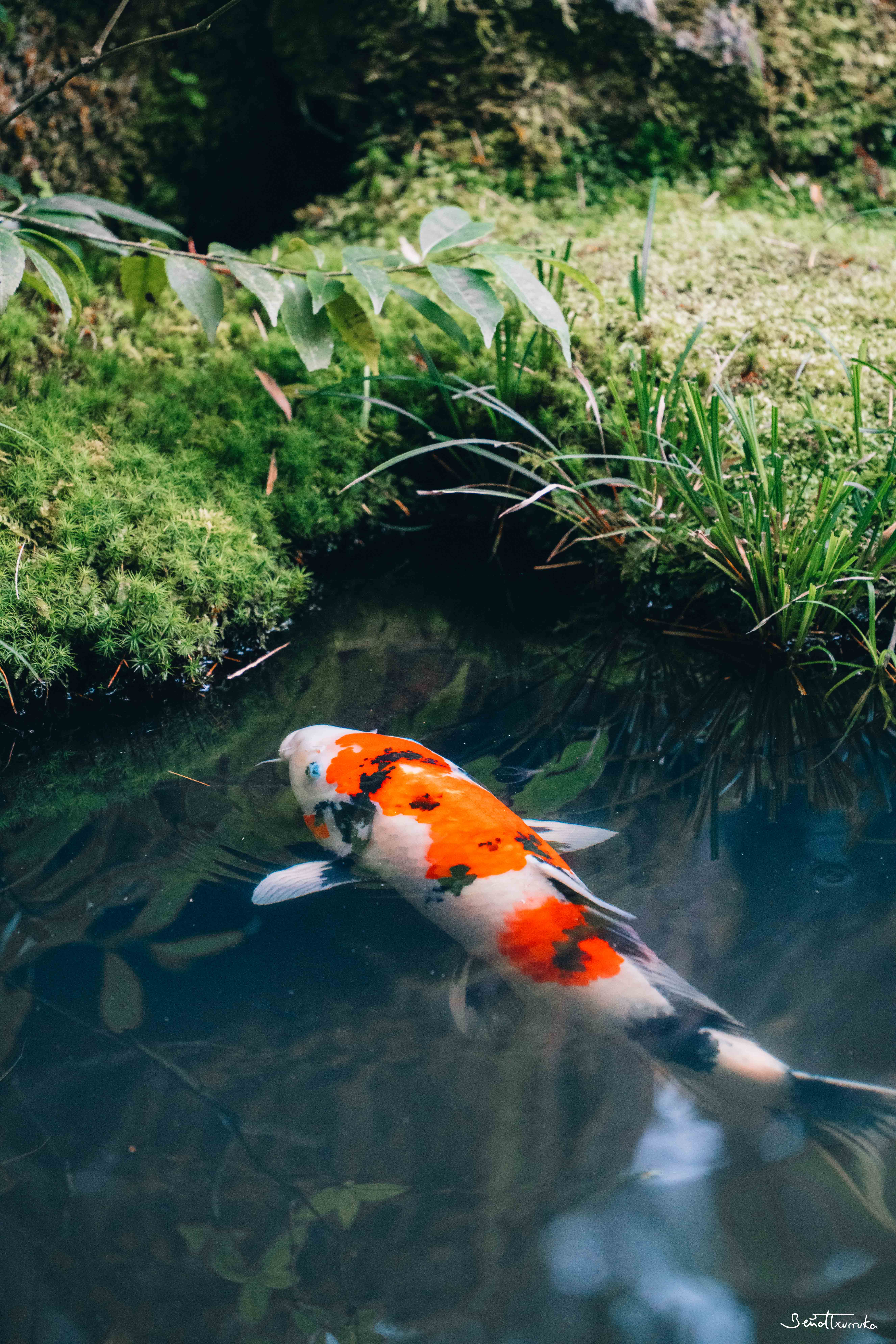 Koi