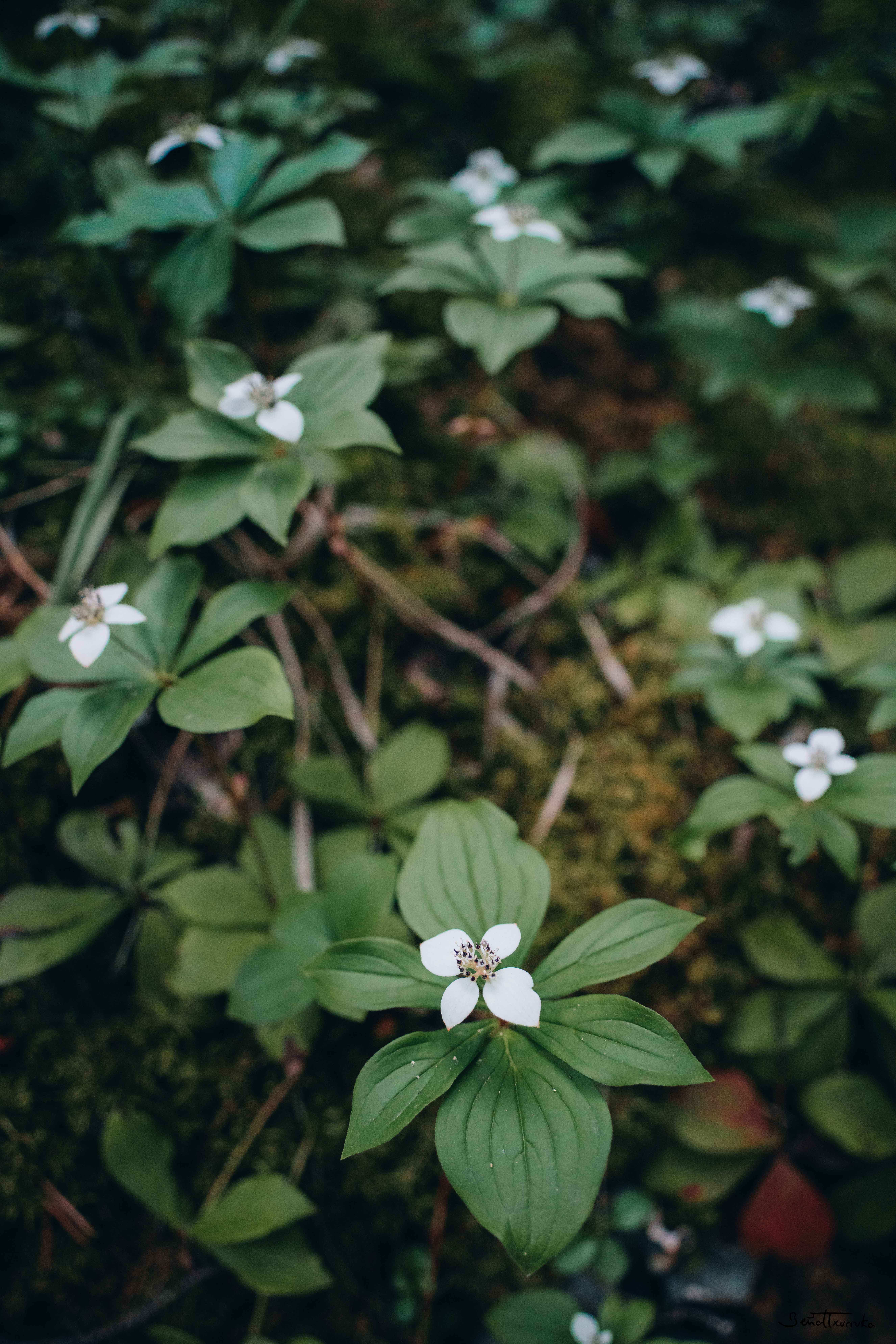 Flores en Banff