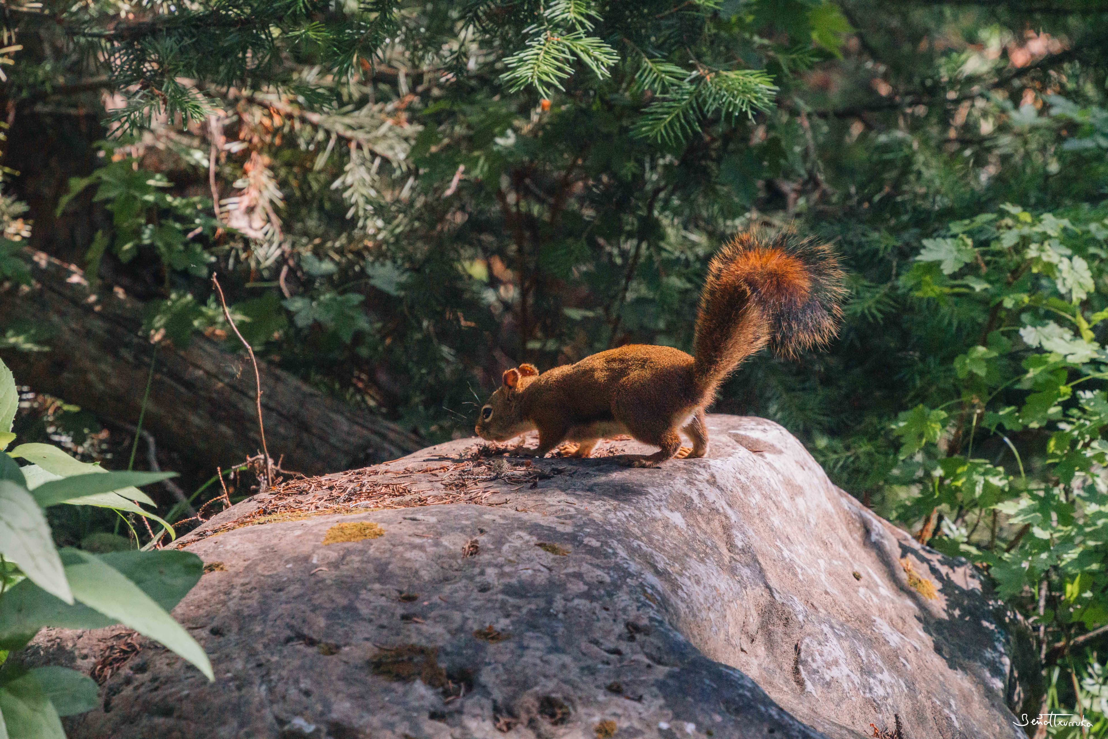 Squirrel